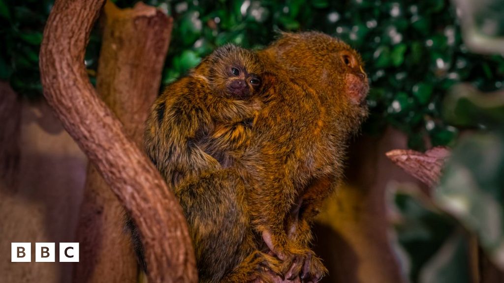 Meet the tiny baby Pygmy Marmosets and other tiny animals - BBC Newsround