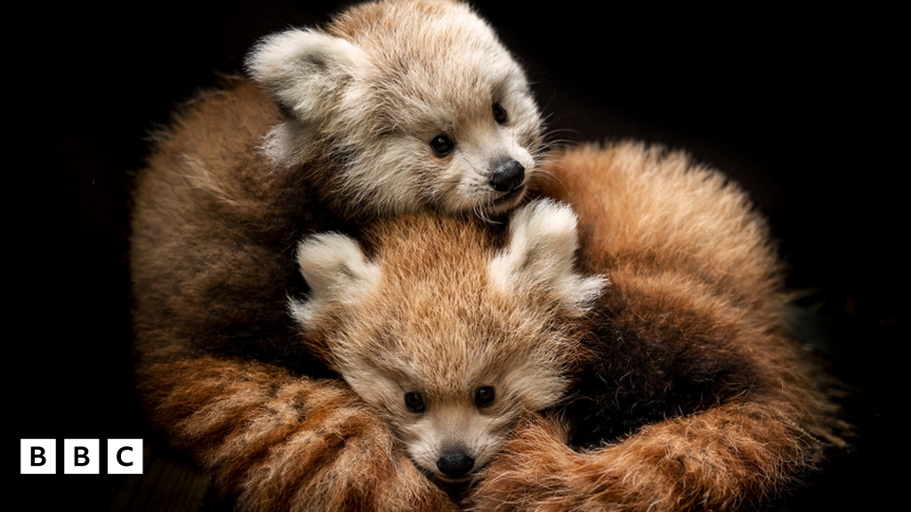 Twin red panda cubs emerge at Longleat safari park BBC Newsround