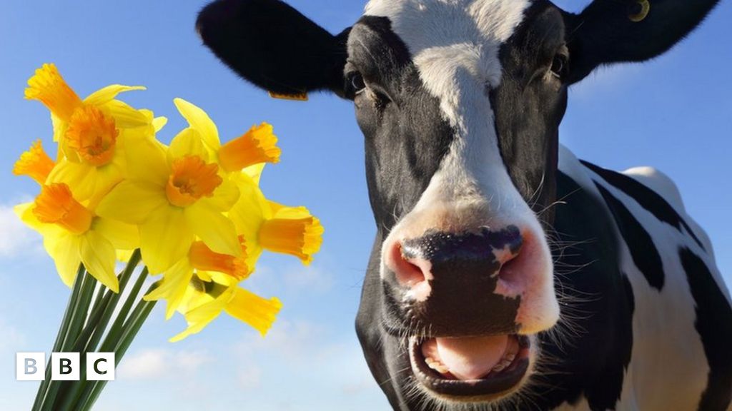 Climate change: Could daffodils be a solution to methane produced by ...