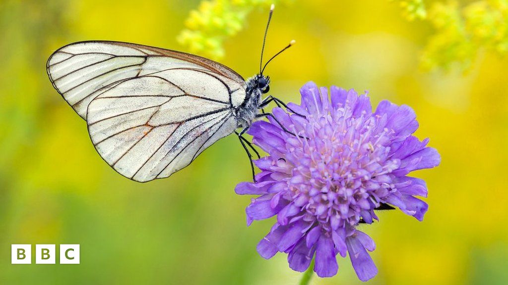 Butterflies Illegal reintroduction of extinct species is harmful for