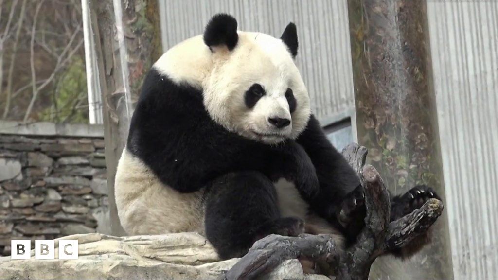 Giant panda with hiccups caught on camera - BBC Newsround