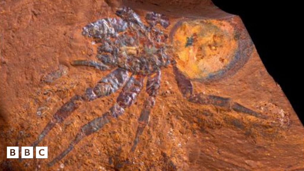 Fossil of a 'giant' Trapdoor spider found in Australia BBC Newsround