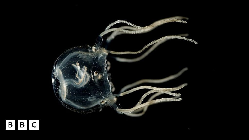 Jellyfish can remember despite having no brain! BBC Newsround