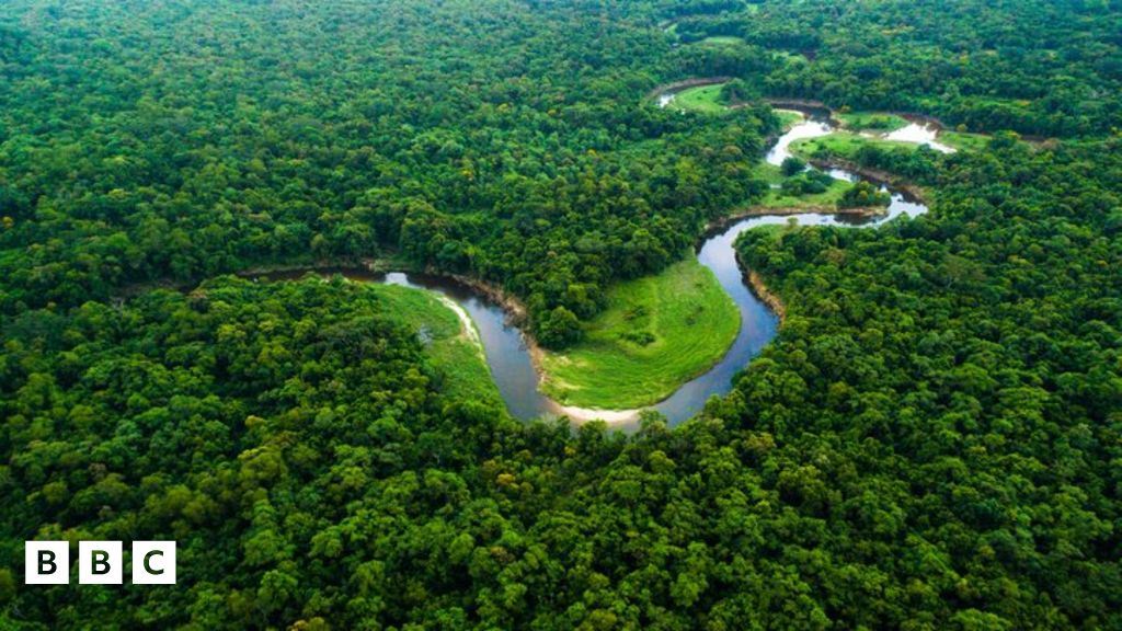 rainforest: Brazil's plan to end forest clearance by 2030 - BBC  Newsround