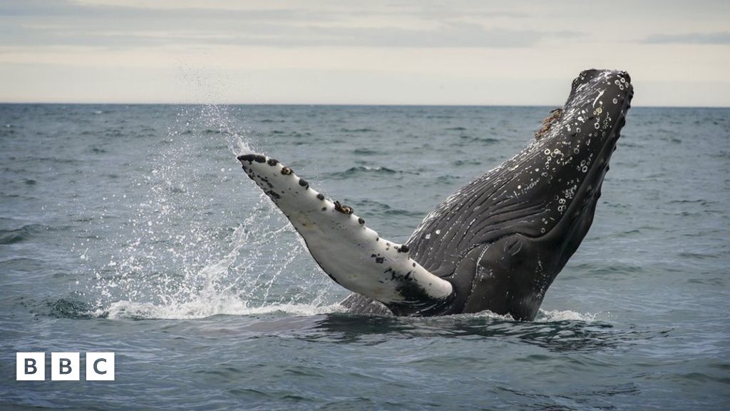 Whaling: Iceland Suspends Annual Whale Hunt - BBC Newsround