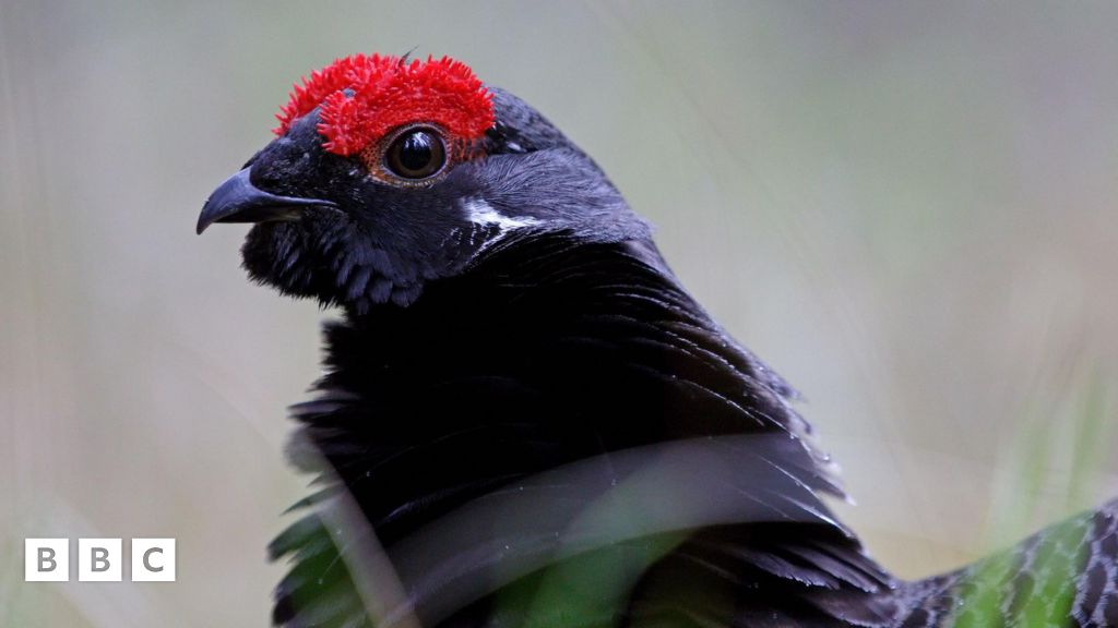 Black grouse: Numbers of the endangered bird on the rise in Scotland