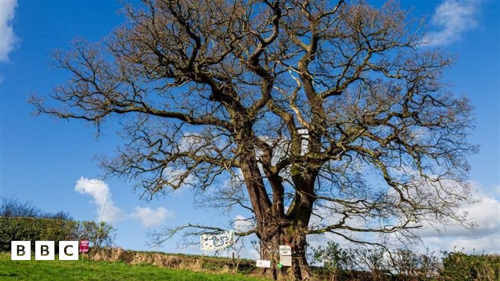 Tree of the Year 2024: Woodland Trust announces nomi-trees - BBC Newsround