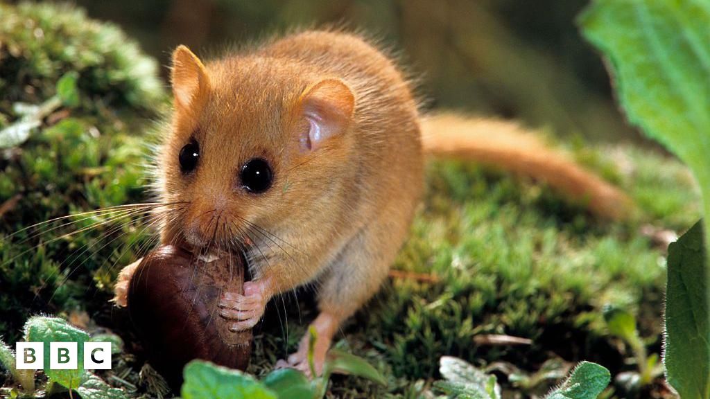 Experts try to save tiny hazel dormice from extinction in England - BBC ...