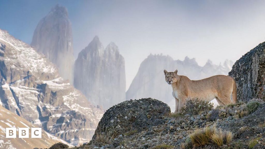 Wildlife Photographer of the Year People's Choice Award 2024
