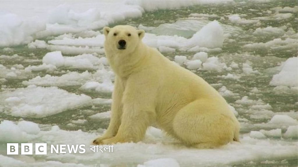 Rus qiz yigitdan mushukini yalashni soraydi Xotin jinsiy juftliklarni almashtiradi