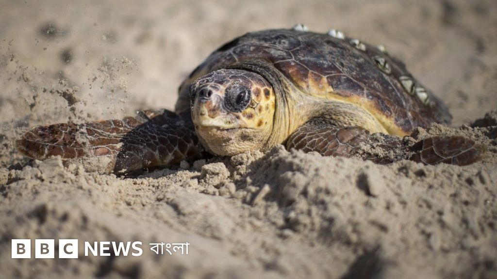 Julia porno kino onlayn