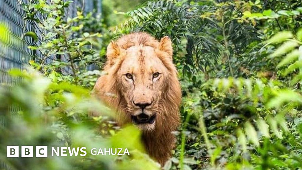 Ghana zoo Intare zahutse umuntu ziramwica i Accra BBC News Gahuza