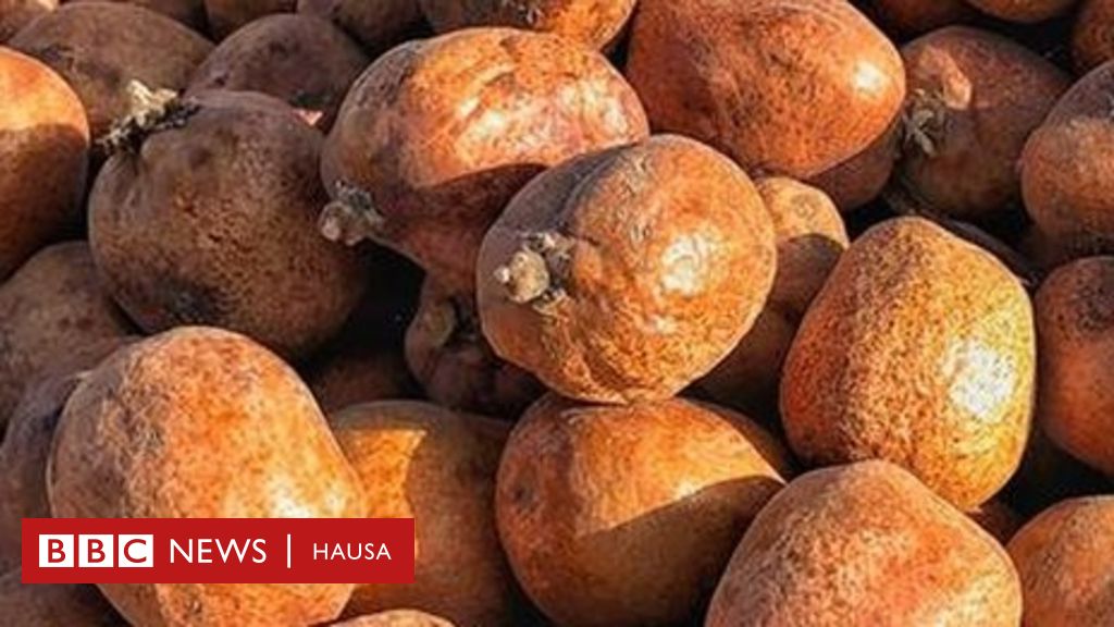 muhimmancin-goruba-ga-rayuwar-an-adam-bbc-news-hausa