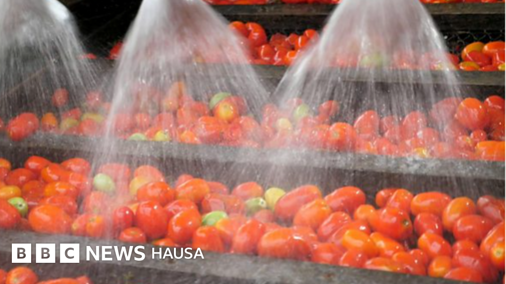 Amfanin tumatir ga lafiyar jiki BBC News Hausa