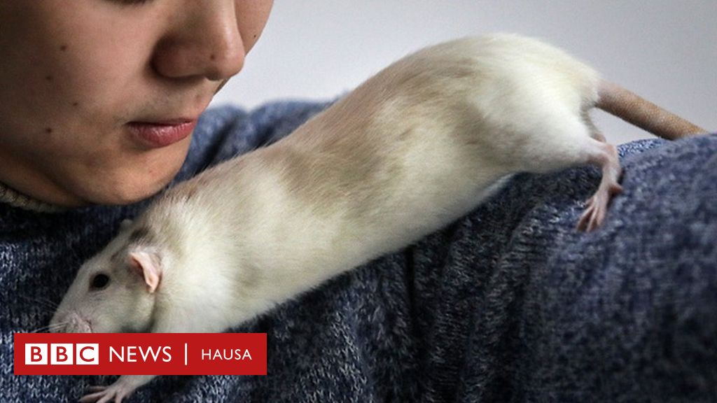 Shekarar Beraye A China Muhimmancin Bera Ga Yan China Bbc News