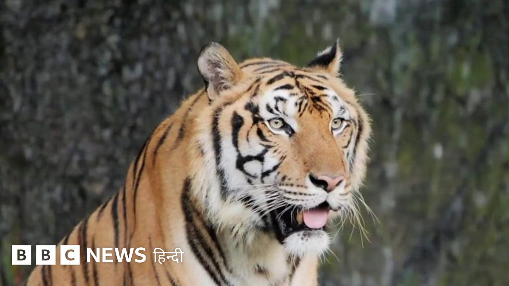 जानवरों में मिला ख़तरनाक कैमिकल क्या है? – BBC News हिंदी