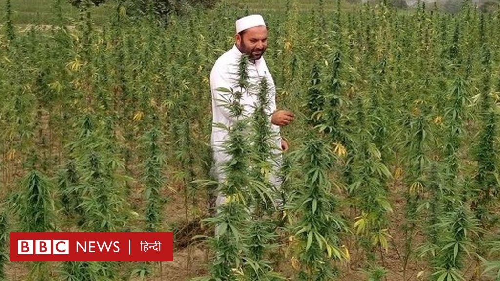 हरा सोना: इस पौधे पर क्यों है पाकिस्तानी किसानों की नज़र