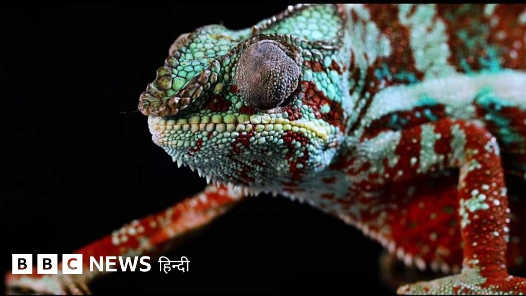 गिरगिट की तरह क्या अब इंसान भी रंग बदला करेगा?