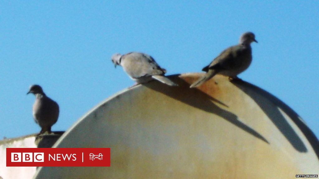 आ​ख़िर कबूतरों से सैटेलाइट ब्रॉडबैंड को ख़तरा क्यों है?
