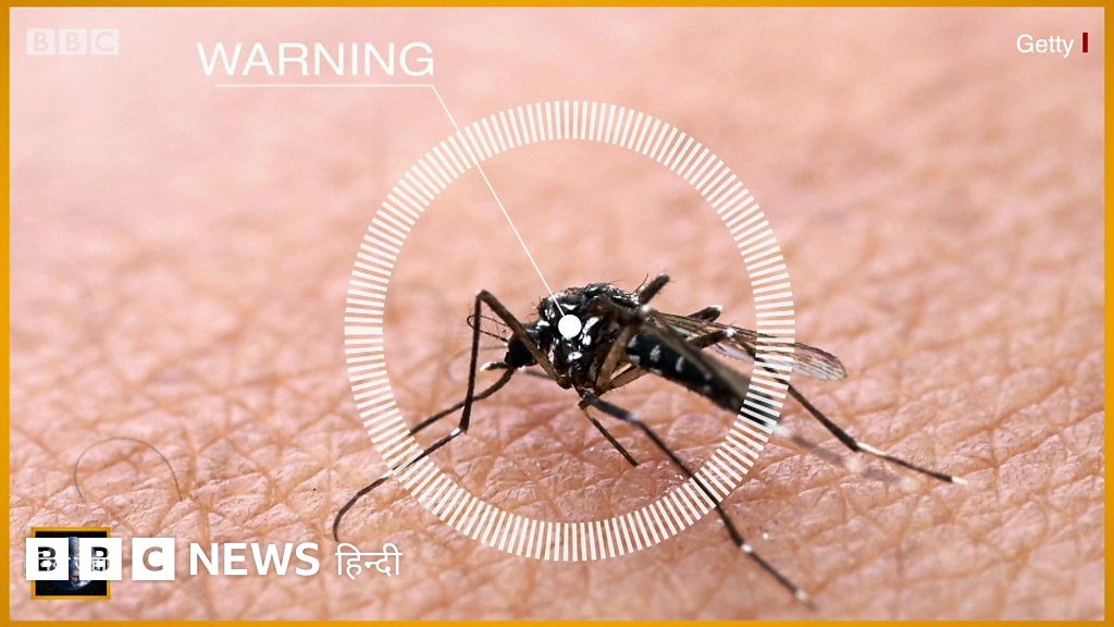 दुनिया के सभी मच्छर एक साथ ख़त्म किए जा सकते हैं? दुनिया जहान