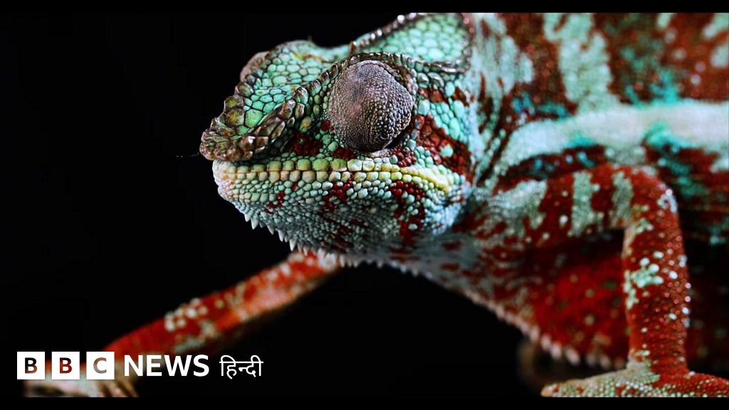 गिरगिट से सीखकर इंसानों ने बना डाला रंग बदलने वाला मैटेरियल