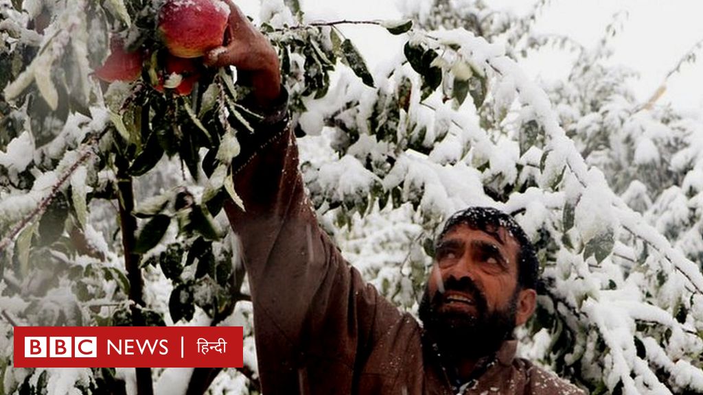 कश्मीर में भारी बर्फ़बारी और बारिश से उजड़े सेब के बाग़, फ़सल हुई तबाह