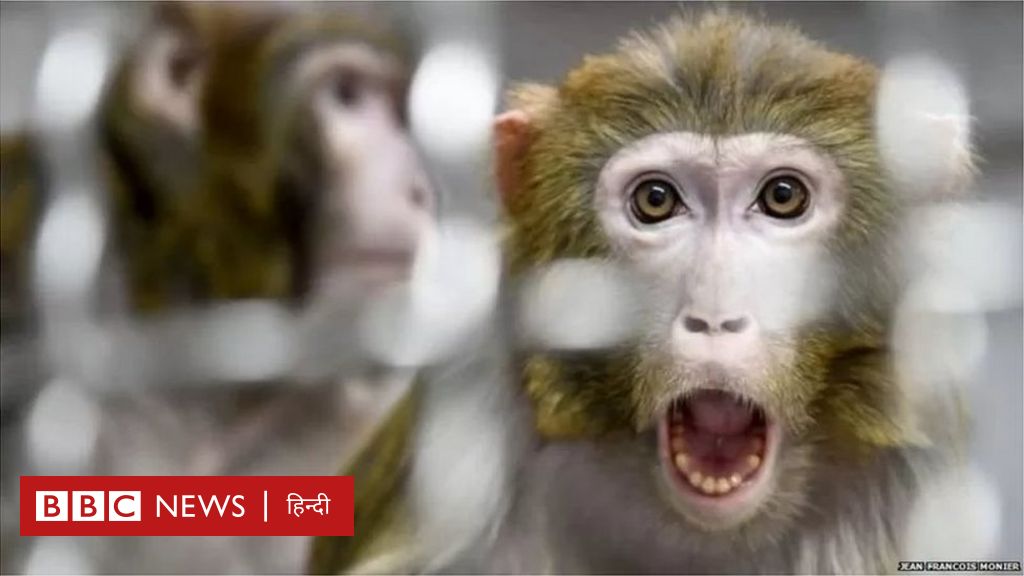 महाराष्ट्र में बंदरों ने बदला लेने के लिए मार डाले 200 पिल्ले - सच क्या है