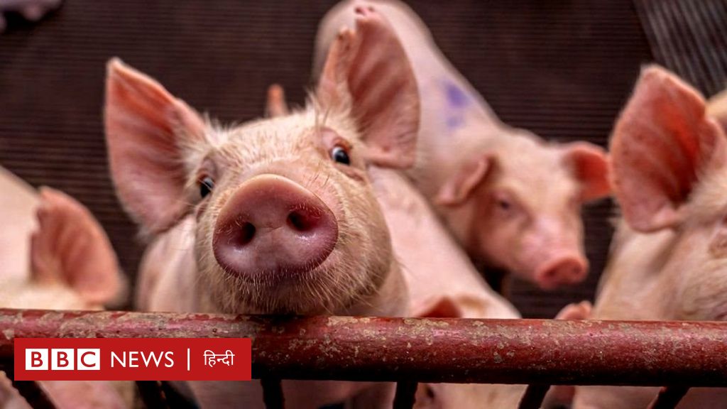 अमेरिका में डॉक्टरों ने एक व्यक्ति में ट्रांसप्लांट की सूअर की किडनी