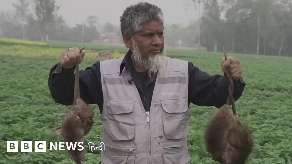 ये शख़्स चूहे मारकर पूंछ क्यों इकट्ठी करता है?