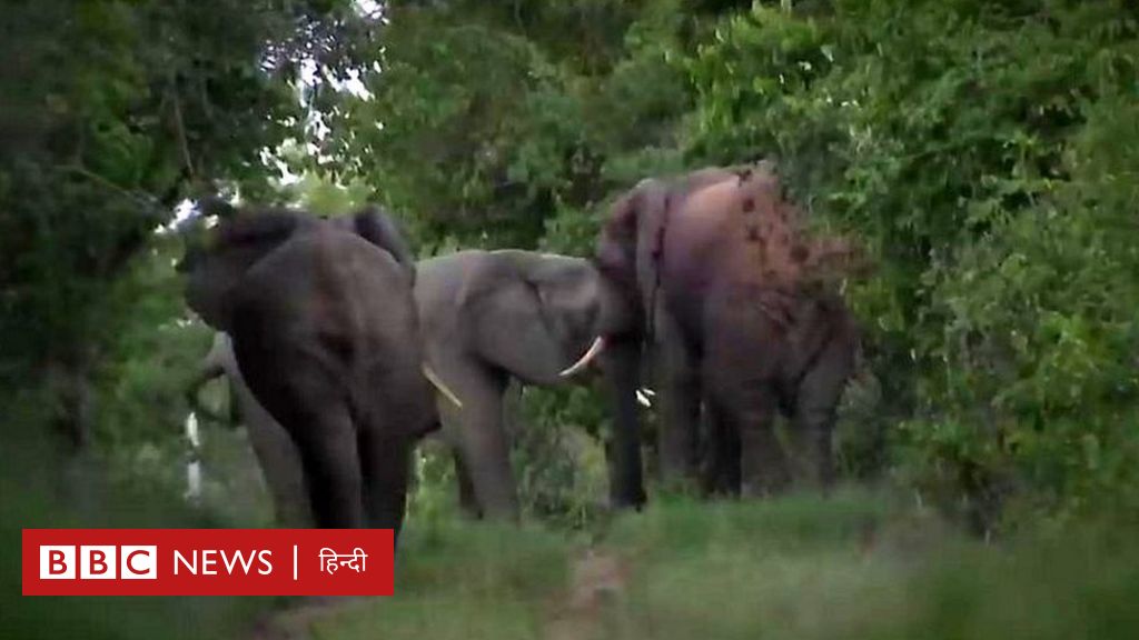 कीनिया में जानवरों की अनोखी गिनती हो रही