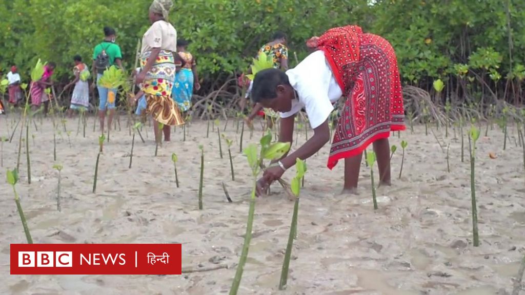 कीनिया में मैंग्रोव के जंगलों को बचाने की कवायद
