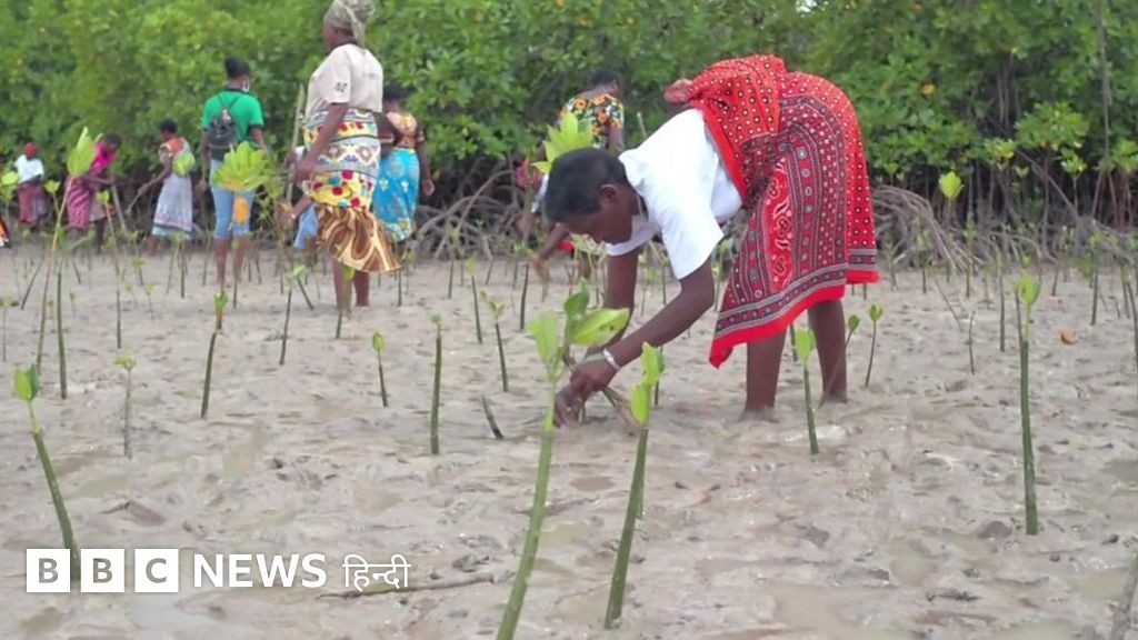 कीनिया में मैंग्रोव के जंगलों को बचाने की कवायद