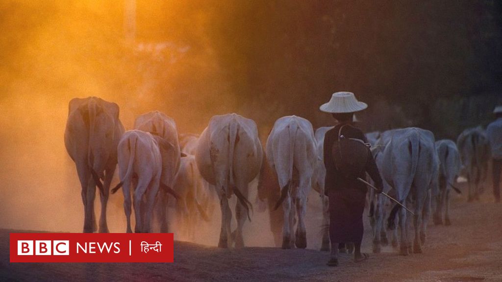 कोविड वैक्सीन : कोरोना के टीके के लिए जहां गाय से लेकर शराब तक का लालच दिया जा रहा