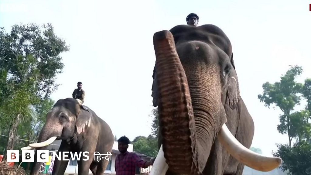 जंगली हाथियों से इंसानों और खेतों को बचाने वाले कुनकी हाथियों से मिलिए