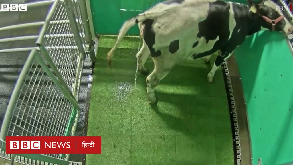 गाय को वॉशरूम में पेशाब करना क्यों सिखाया जा रहा?