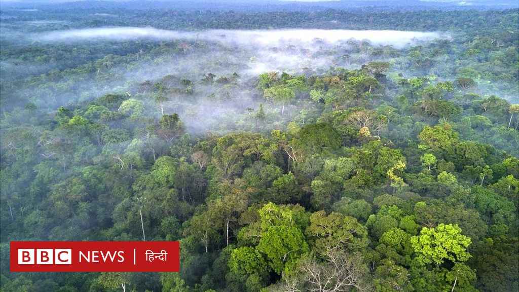 फ़ेसबुक अमेज़न वर्षा वन की ग़ैर-क़ानूनी बिक्री पर कार्रवाई करेगा