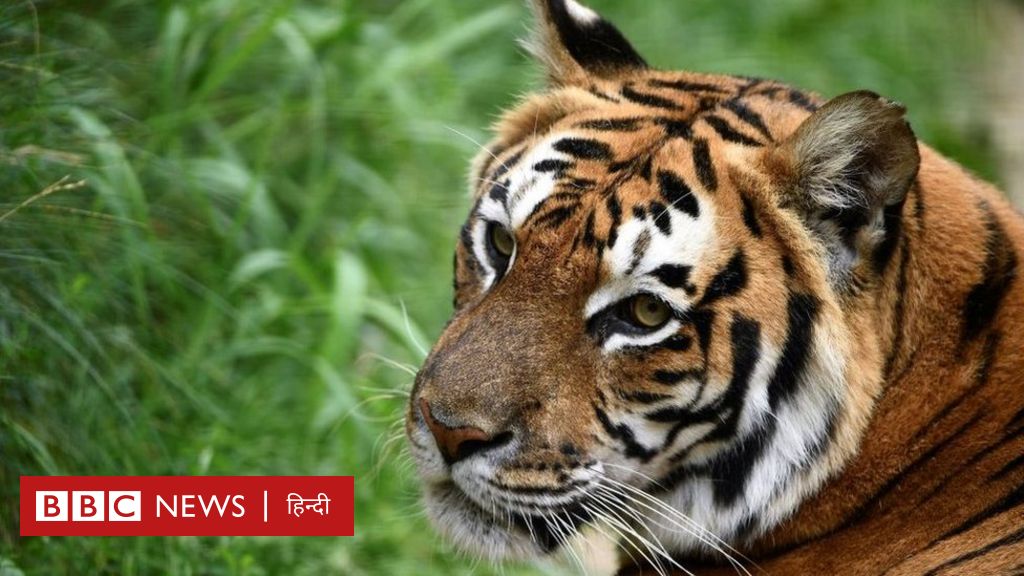 बांग्लादेश: 20 साल बाद पकड़ा गया ‘टाइगर हबीब’, 70 बाघों की हत्या का अभियुक्त