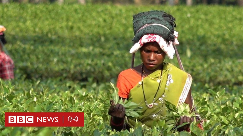जलवायु परिवर्तन: चाय के बाग़ानों में बिगड़ रहे हैं हालात