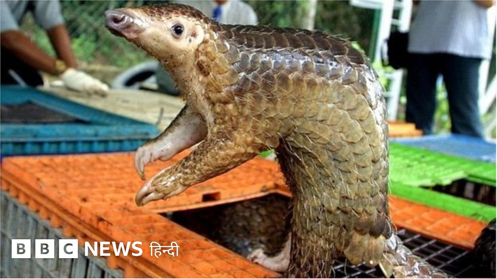 कोरोना वायरस कैसे और किन जानवरों से इंसान में आया