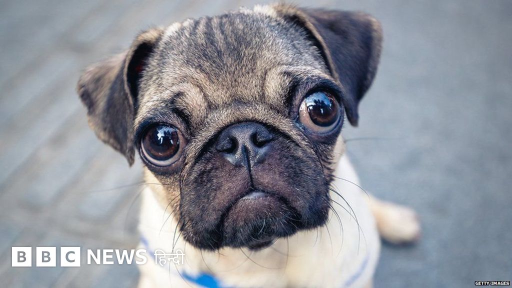 ये कुत्ते हैं ख़ास लेकिन पालने के लिए सावधानी रखना ज़रूरी