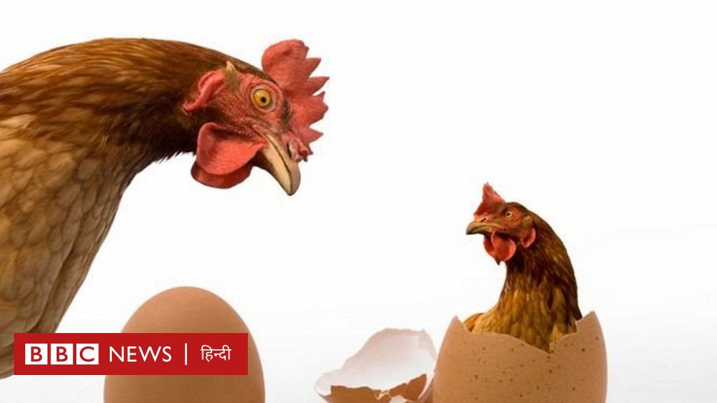 पहले मुर्गी आयी या अंडा, क्वांटम फिज़िक्स ने दिया जवाब - BBC News हिंदी