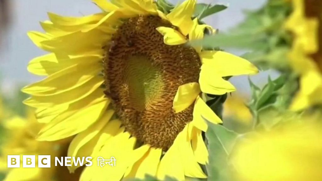 कोरोना से जंग का ये तरीक़ा अनोखा है