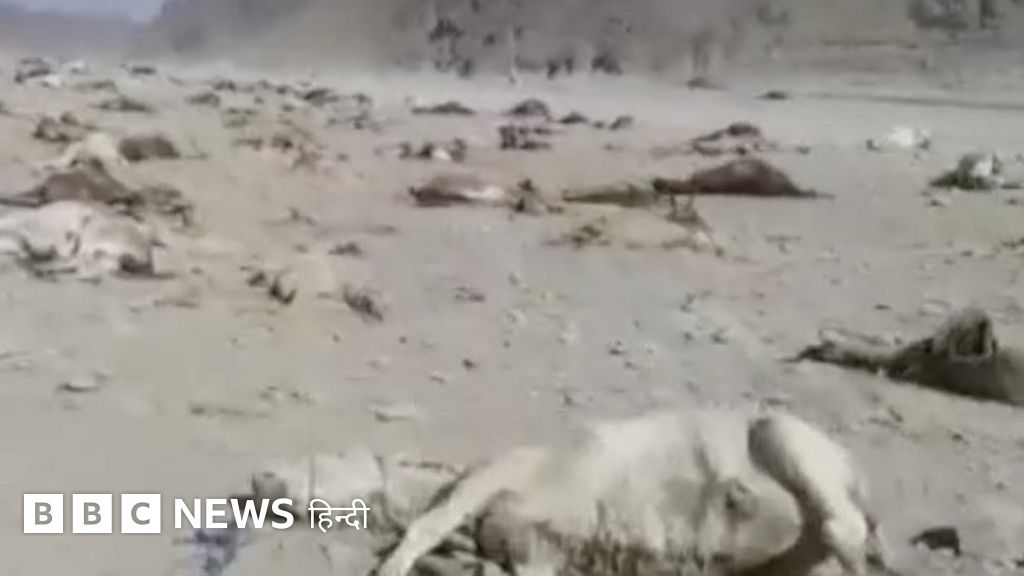 ईरान ने पाकिस्तान-अफ़ग़ान सीमा पर सैकड़ों गधों को क्यों मार डाला