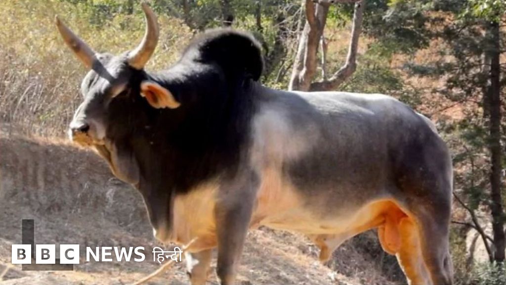 COVER STORY: यूपी चुनाव में मुद्दा आवारा मवेशियों का