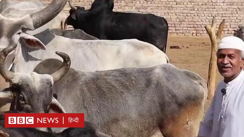 पाकिस्तान की वो जगह जहां हिंदू-मुसलमान मिलकर गायों को बचा रहे