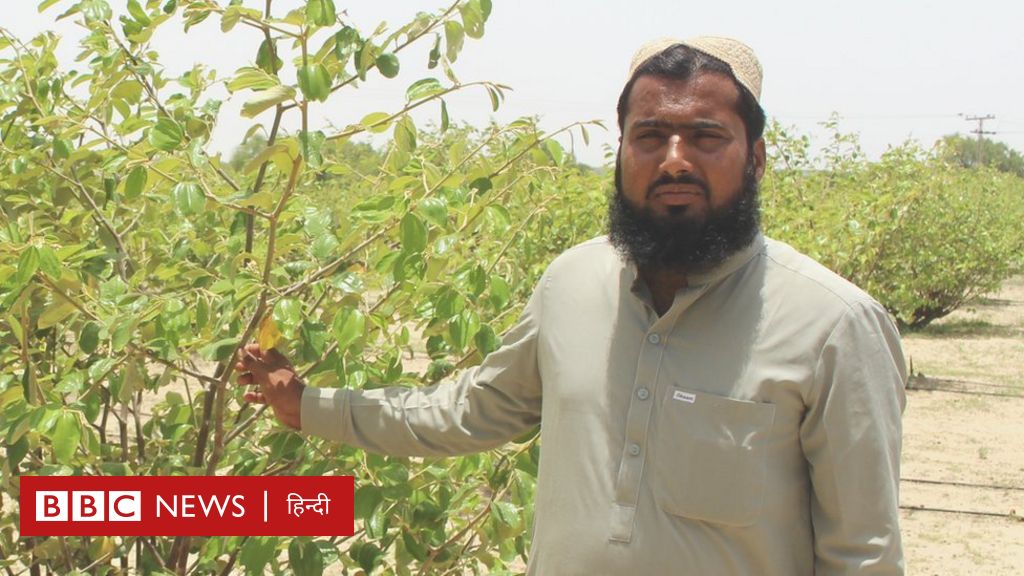 पाकिस्तान के थार रेगिस्तान में 'नख़लिस्तान' खोजने वाला शख़्स
