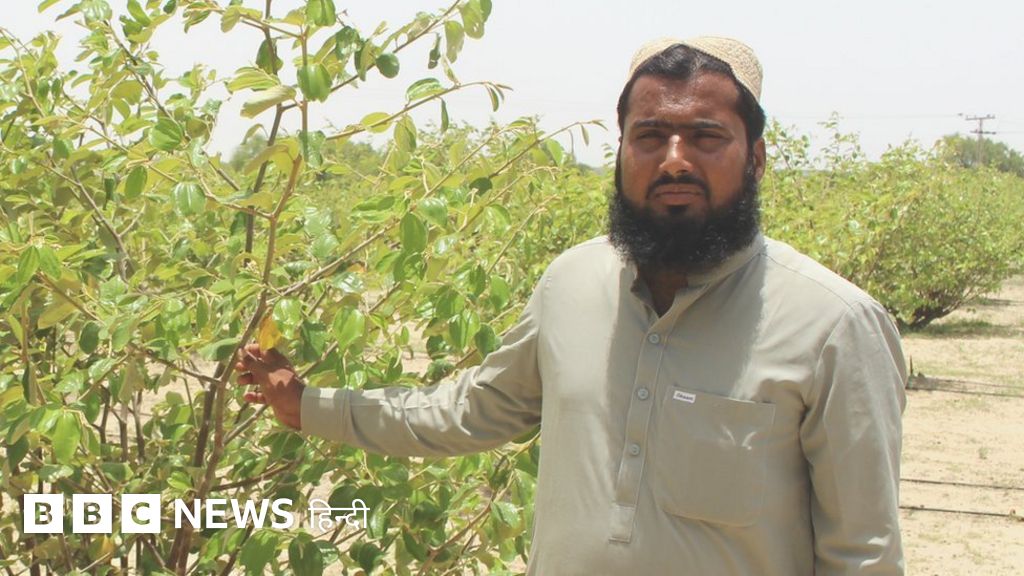 पाकिस्तान के थार रेगिस्तान में 'नख़लिस्तान' खोजने वाला शख़्स