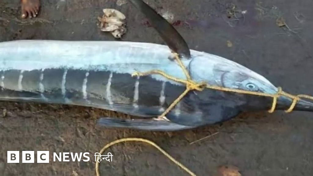 वो हत्यारी मछली जिसने मछुआरे को ही मार डाला