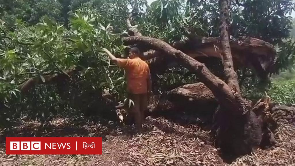 बर्बाद हो गए महाराष्ट्र के स्वादिष्ट अलफोंसो आम