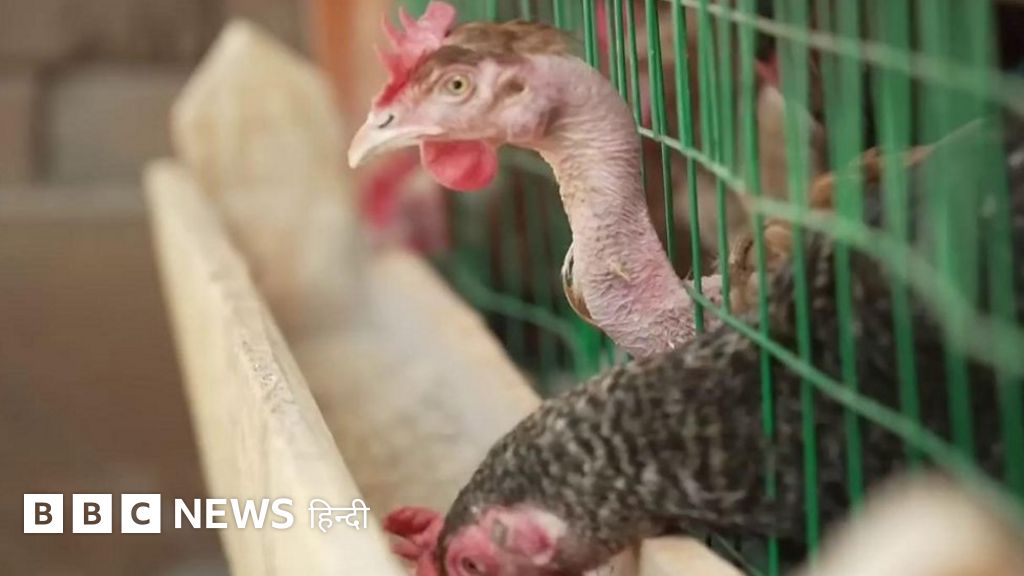 मुर्गे की बीट से रसोई गैस, कार, गीज़र तक चलाने वाला शख़्स